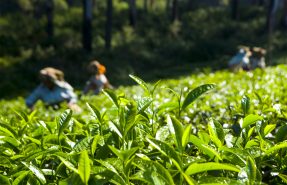 Organic Tea company in Kolkata