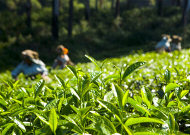 Organic Tea company in Kolkata