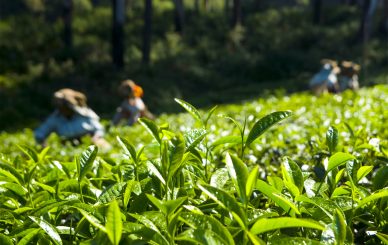 Organic Tea company in Kolkata