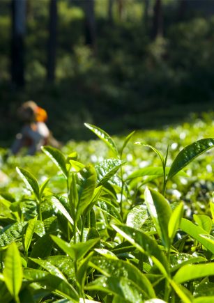 Organic Tea company in Kolkata